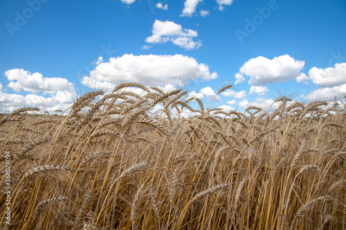 wheat field. Harvest. Agriculture. Harvest.