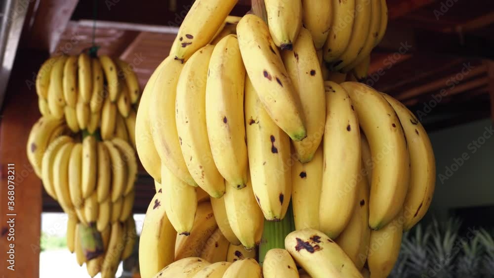 Close-up of a large branch with ripe bright yellow bananas hanging and sway in the wind in a fruit shop Close-up of a large branch with ripe bright yellow bananas hanging and sway in the wind in a fruit shop