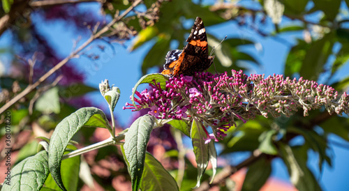 Nymphalidae Vanessa atalanta on a flower photo