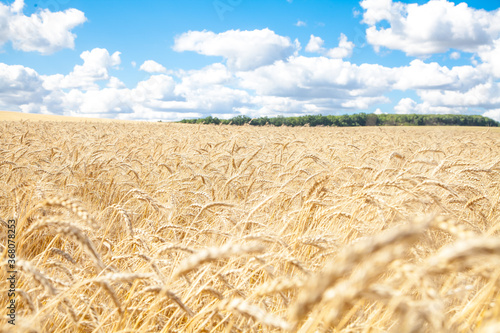 wheat field. Harvest. Agriculture. Harvest.