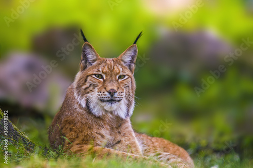Fototapeta a wild lynx is hiding in the forest