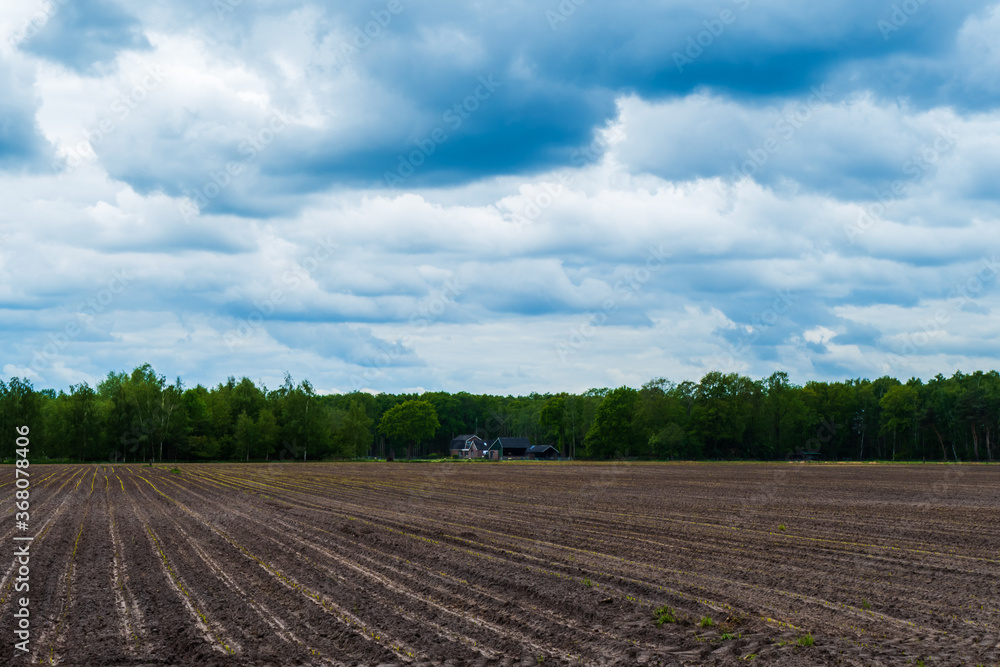 Rural landscape with young corn field and heavy clouds near Almelo, Netherlands
