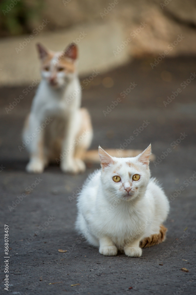 Homeless animals. A white cat with red eyes sits on the city street. Homeless animals. A white cat with red eyes sits on the city street.