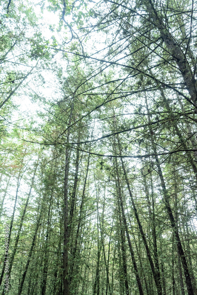 Obraz premium Manantlan