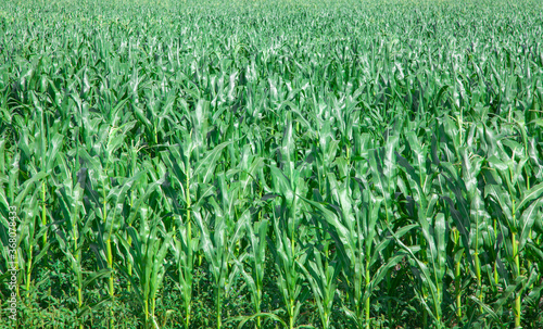 Green cornfield. Rural economy. Harvesting corn.