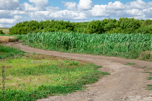 Green cornfield. Rural economy. Harvesting corn.