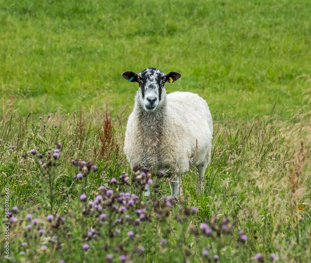 Naklejka premium Single sheep standing in a Field, July 2020