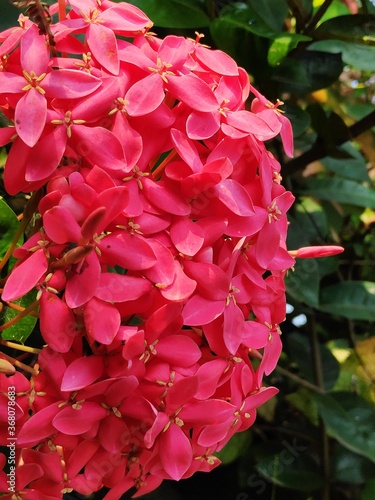 pink rose bush