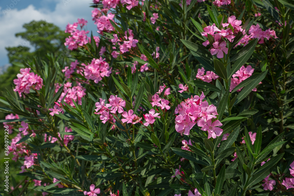 Oleander (Nerium oleander) pink flower against the blue sky sunny day