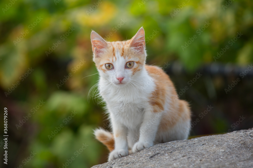 White-red homeless kitten sitting on the street. Green blurred background, soft focus