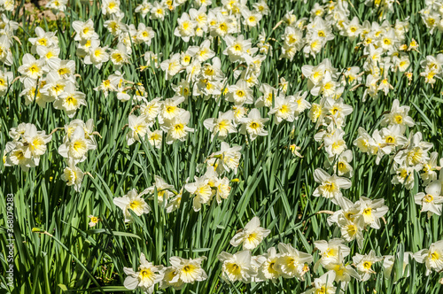 Long-cupped Daffodil (Narcissus x hybridus) in park