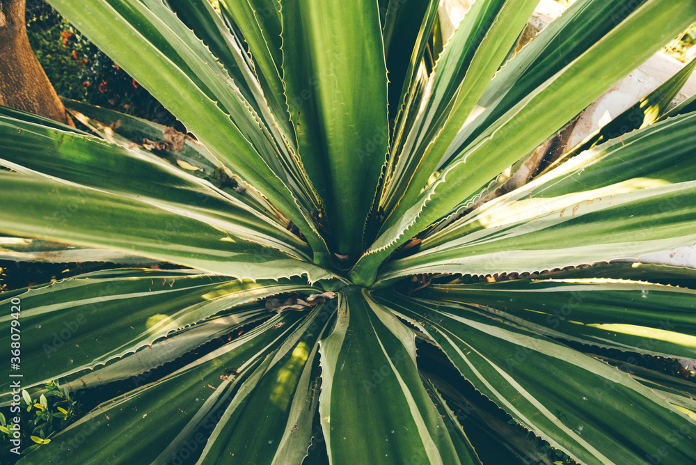 Fototapeta premium Yukka plant background. Top wiev