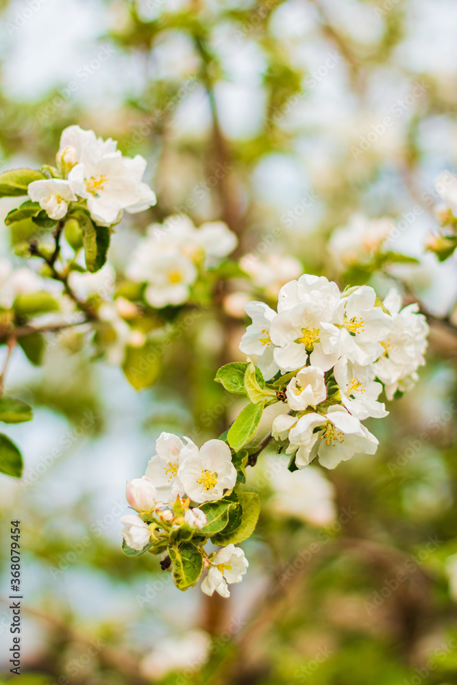 Blooming apple tree white flowers on branch Blooming apple tree white flowers on branch