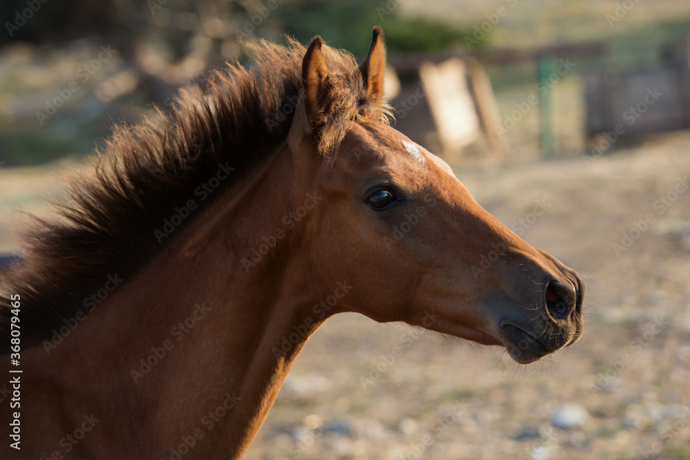 Obraz premium Brown foal, horse. Close-up portrait in the evening sun