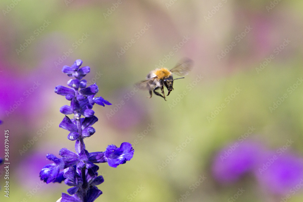 Eine Wespe mit Russel fliegt von einer Blume nacg der Bestäubung ab Eine Wespe mit Russel fliegt von einer Blume nacg der Bestäubung ab