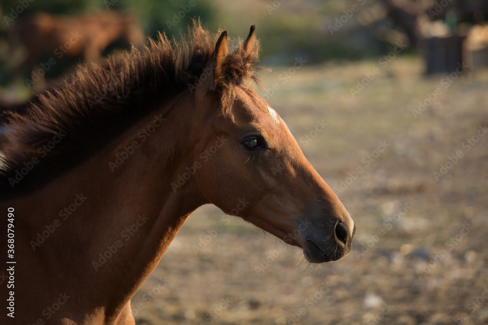 Fototapeta premium Brown foal, horse. Close-up portrait in the evening sun