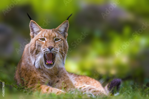 a wild lynx is hiding in the forest