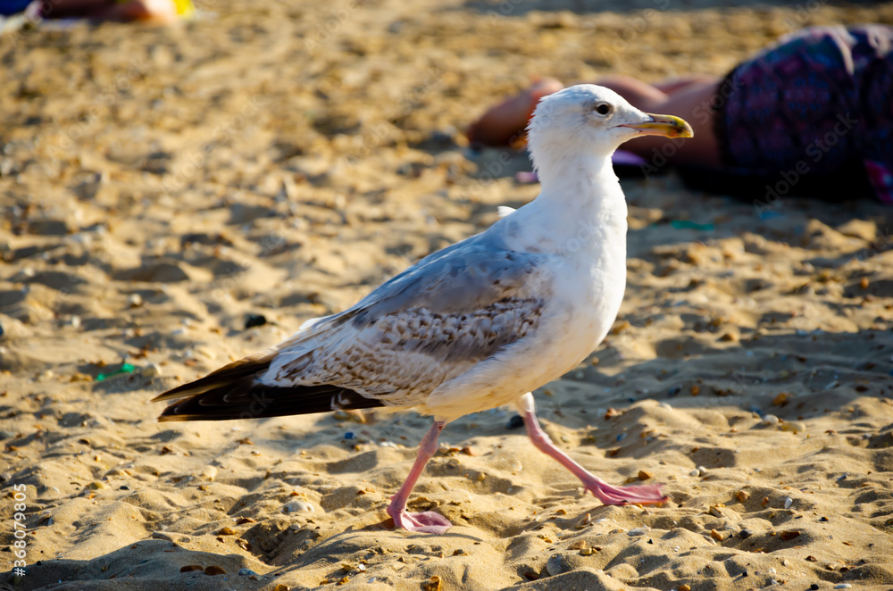 White cute seagull on the beach looking for food at Camber Sands, United Kingdom. White cute seagull on the beach looking for food at Camber Sands, United Kingdom.