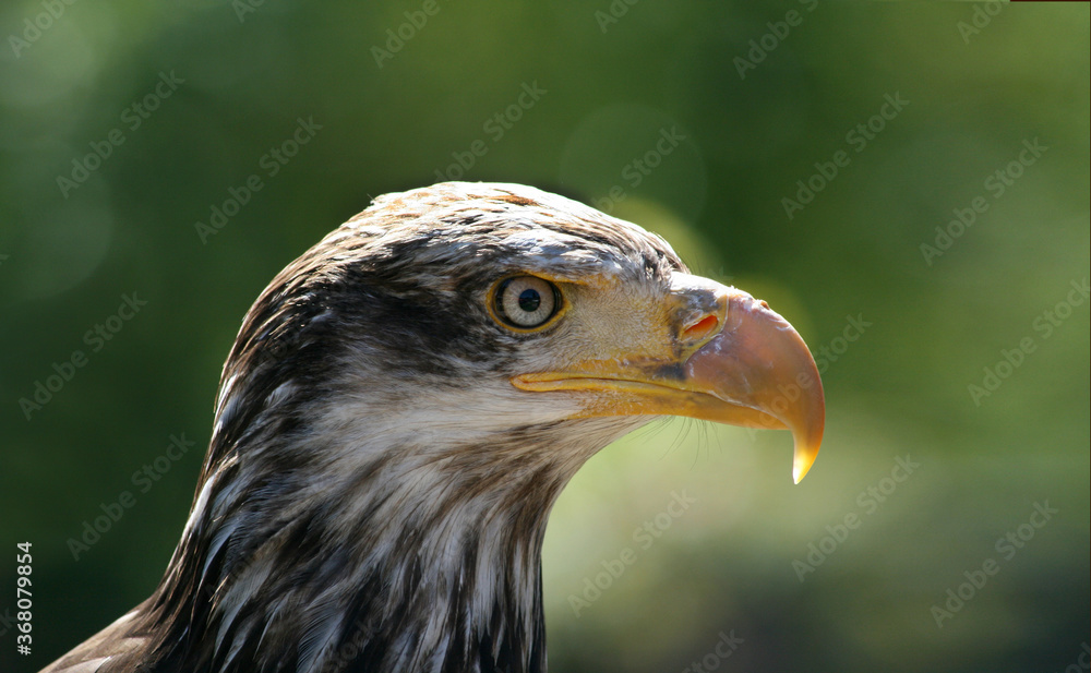 Obraz premium Milan Kopf