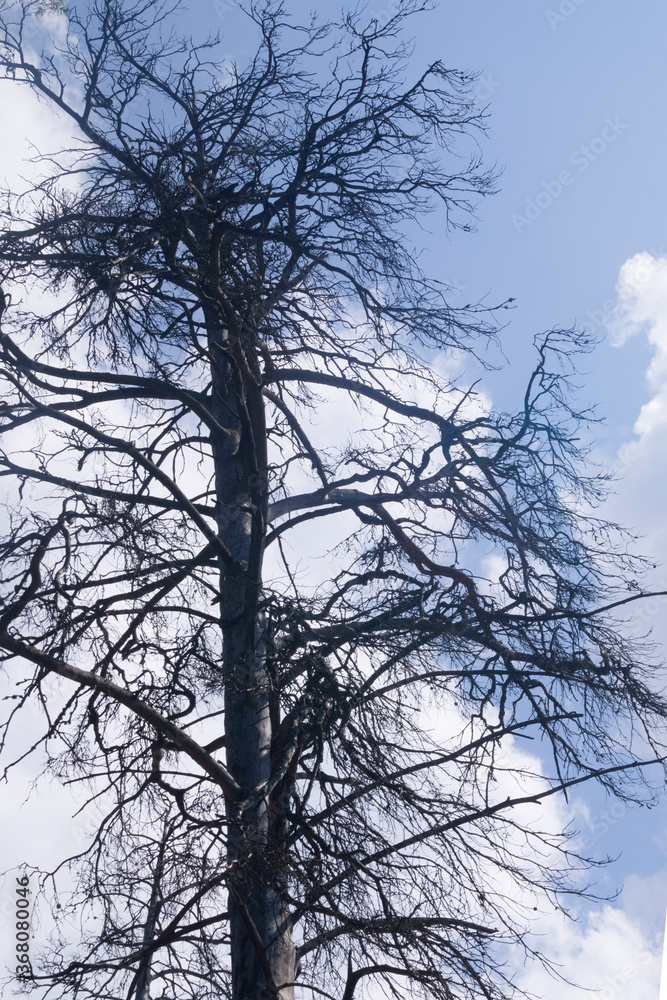 old gnarled dry tree against the blue sky old gnarled dry tree against the blue sky