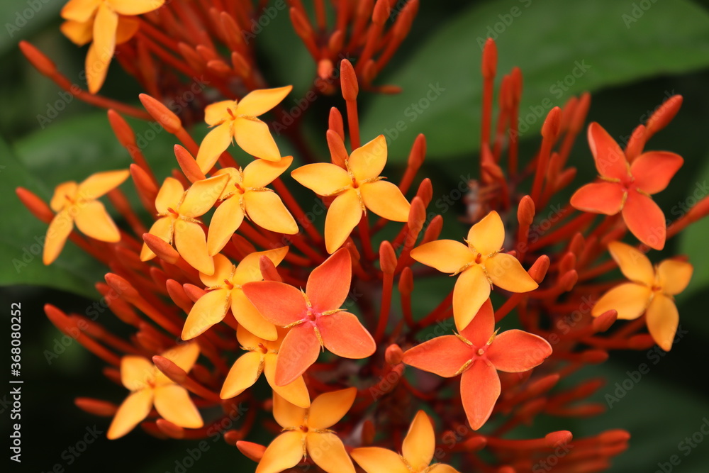 Obraz premium red and yellow flower in garden