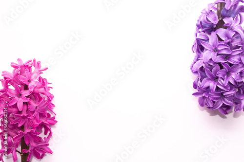 inflorescence of pink purple hyacinth flower isolated on white background banner. gentle spring summer design, copy space for your text