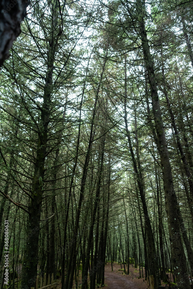 Obraz premium Manantlan