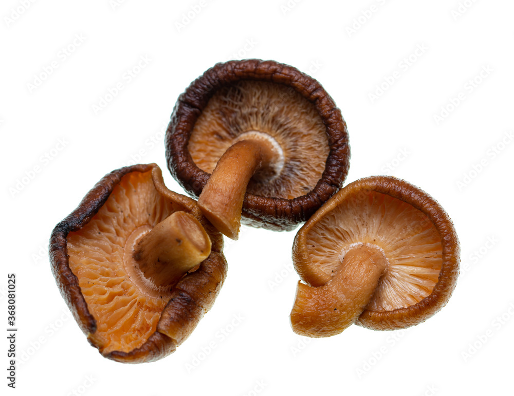 Shiitaki mushrooms on a white background Shiitaki mushrooms on a white background