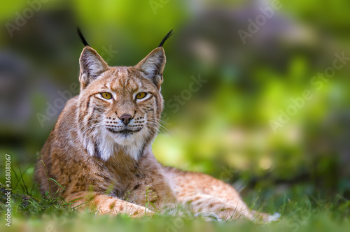a wild lynx is hiding in the forest © Mario Plechaty