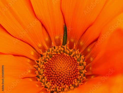 orange flower with pollen as background