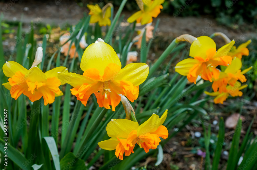Split-corona Daffodil (Narcissus x hybridus) in park Split-corona Daffodil (Narcissus x hybridus) in park
