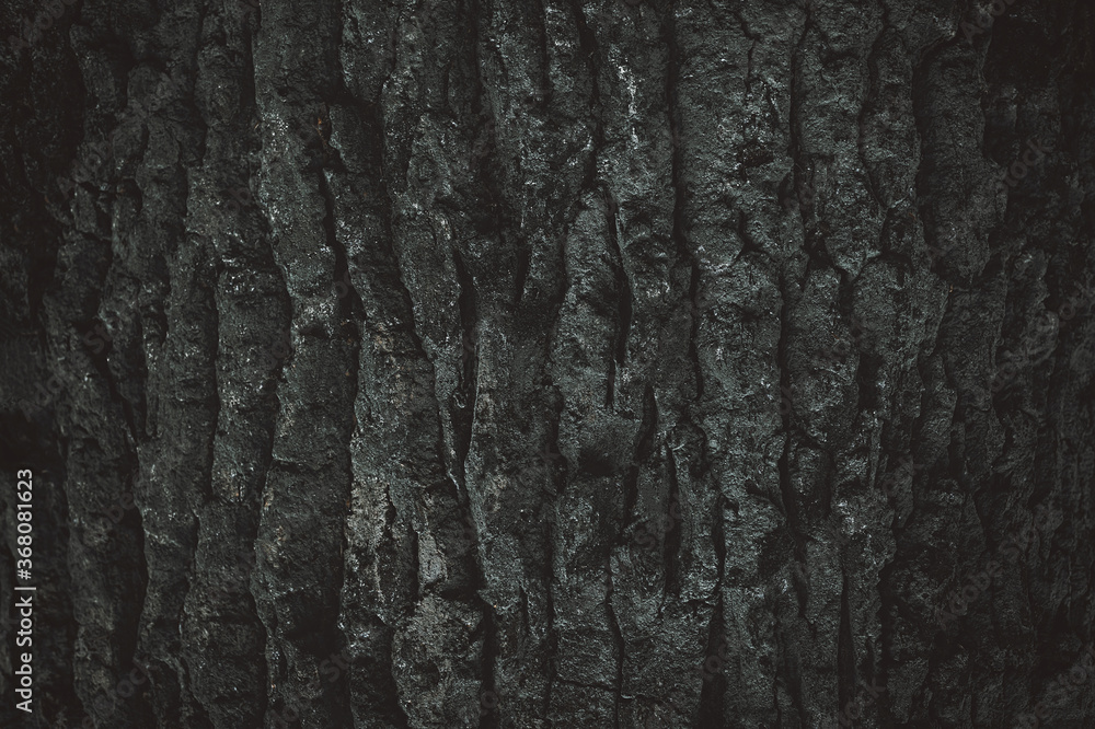 Dark gray background. Pine bark texture. Dark gray background. Pine bark texture.