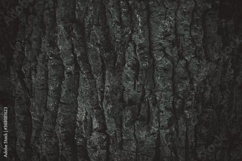 Dark gray background. Pine bark texture.