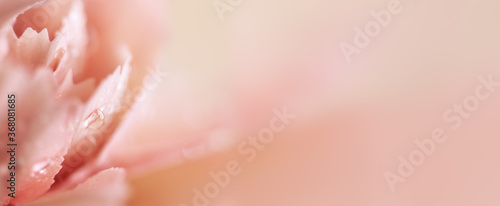 Close up of coral carnation flower with water drops. Floral pastel background. Soft focus  macro.