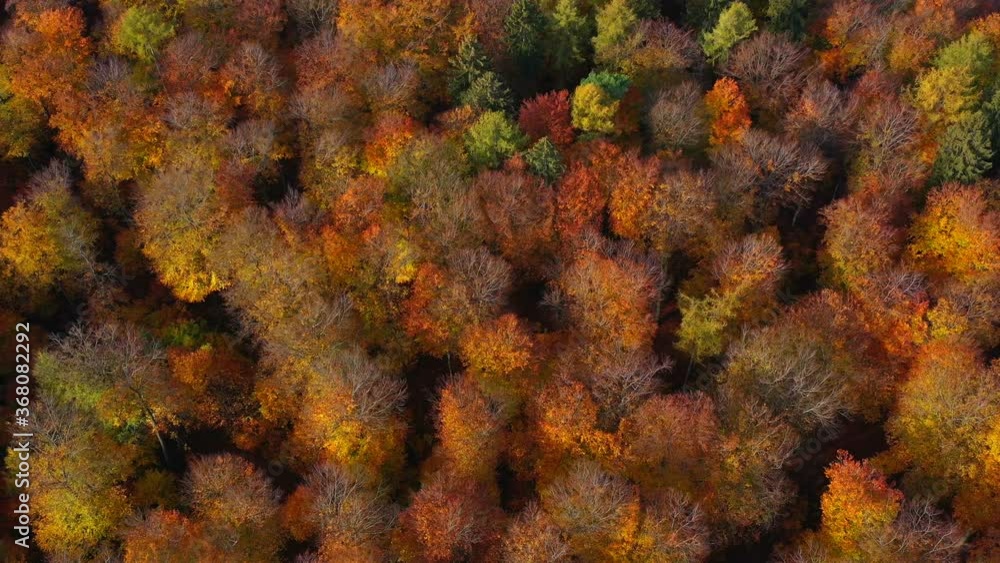 Drone view of woodland in autumn, Saarburg, Rhineland Palatinate, Germany Drone view of woodland in autumn, Saarburg, Rhineland Palatinate, Germany