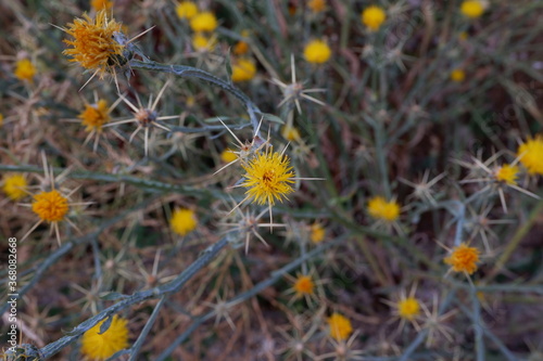 Flor amarilla de cardo con espinas © JuanJos