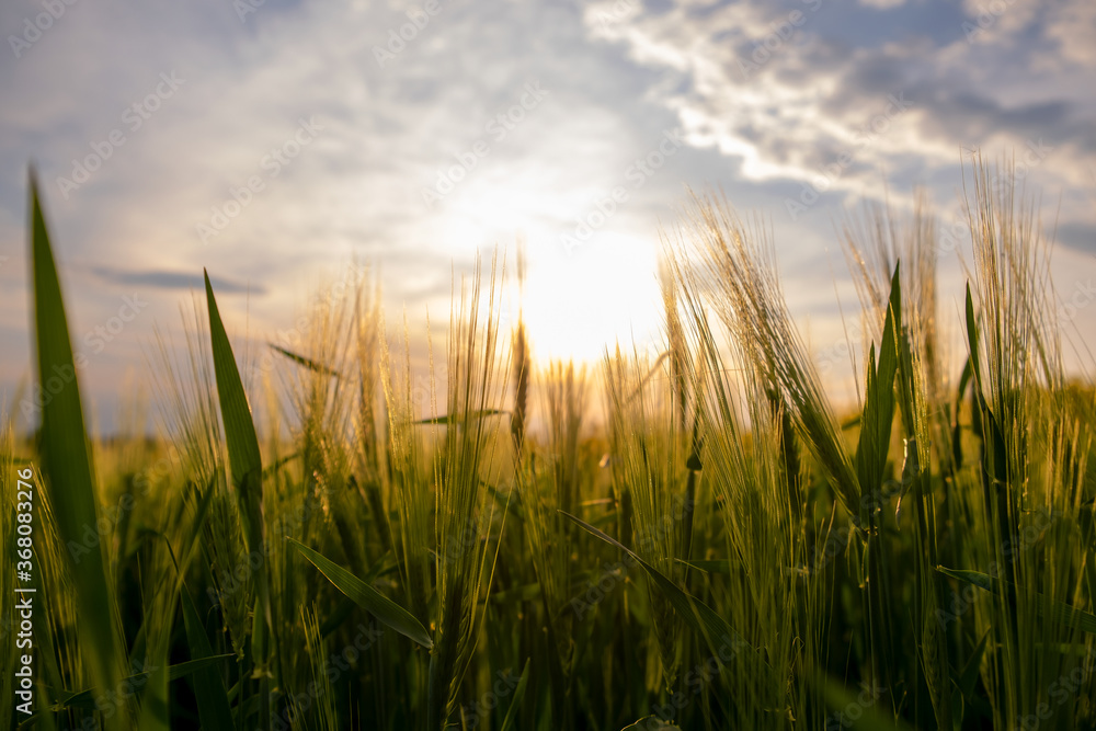 Close up of green wheat heads growing in agricultural field in spring.