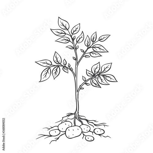 Potato plants with tubers.