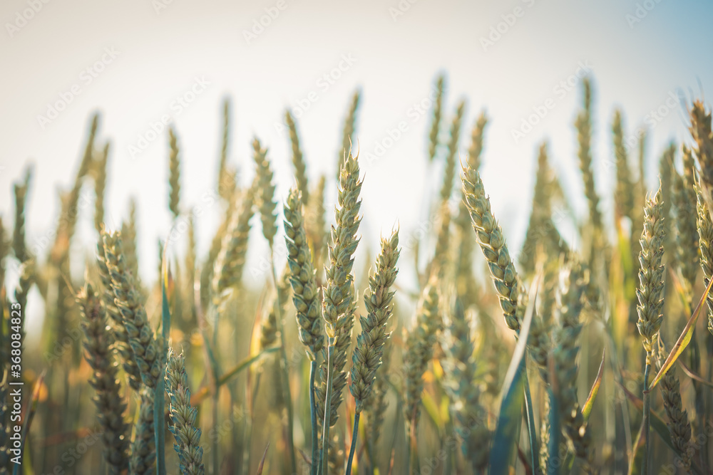 Agriculture. Wheat fields. Sunset on a field with young rye or wheat in summer with cloudy sky background. Landscape. Golden Wheat. Wheat field at sunset, evening agricultural scene. Beautiful Nature Agriculture. Wheat fields. Sunset on a field with young rye or wheat in summer with cloudy sky background. Landscape. Golden Wheat. Wheat field at sunset, evening agricultural scene. Beautiful Nature