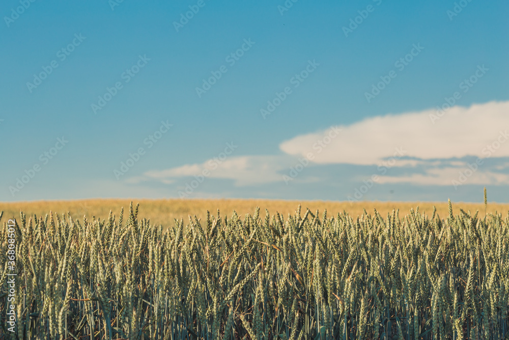 Agriculture. Wheat fields. Sunset on a field with young rye or wheat in summer with cloudy sky background. Landscape. Golden Wheat. Wheat field at sunset, evening agricultural scene. Beautiful Nature