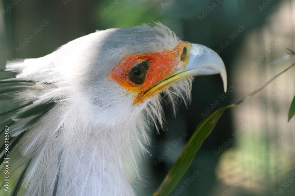 Adler Adler