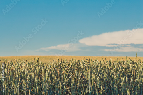 Agriculture. Wheat fields. Sunset on a field with young rye or wheat in summer with cloudy sky background. Landscape. Golden Wheat. Wheat field at sunset, evening agricultural scene. Beautiful Nature