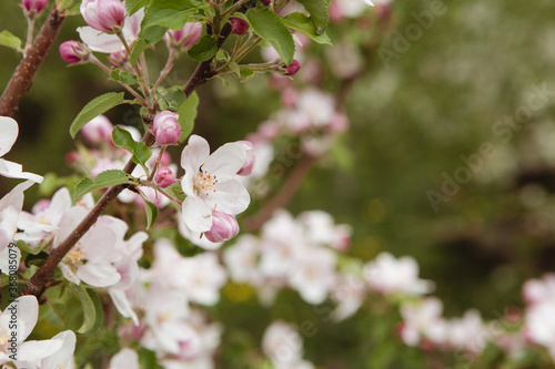 Close up shot of branch of apple tree flowering in the green gargen. Horticulture in spring or summer. Blossom of plant in the farm. Image with copy space. Tree with leaves on blur background.