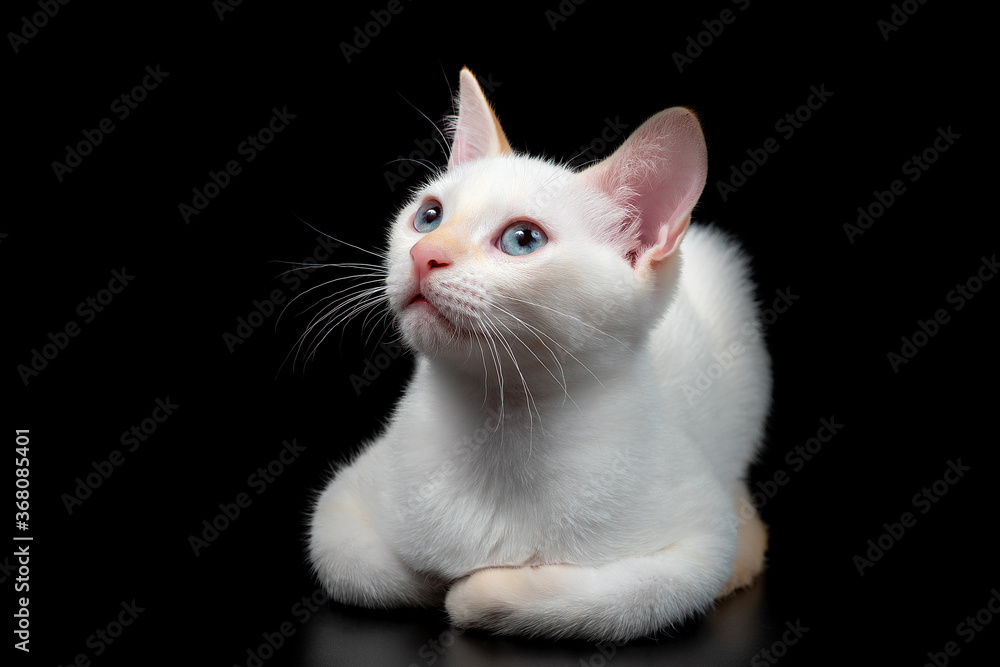 Cute baby white kitten on black background