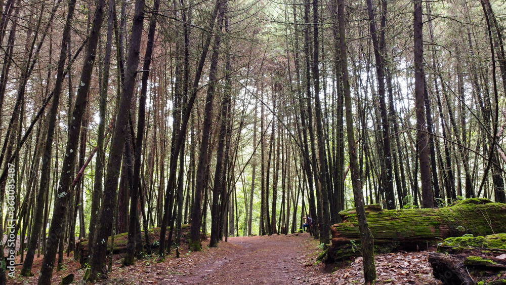 Naklejka premium Manantlan