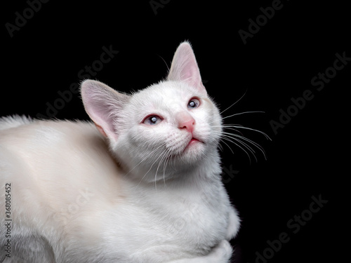 Cute baby white kitten on black background