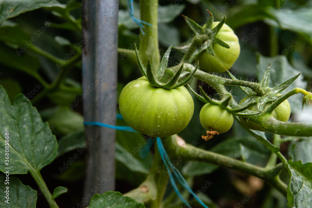 Green tomatoes growing