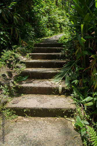 stairs in the forest to a waterfall in the jungle of el Yunque national park in puerto rico 