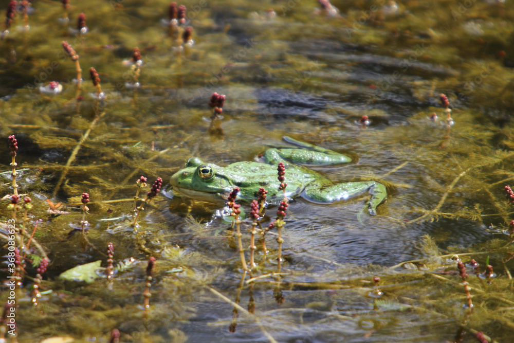 Pelophylax (Pelophylax) Pelophylax (Pelophylax)