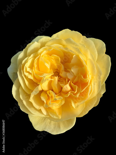yellow rose on black background